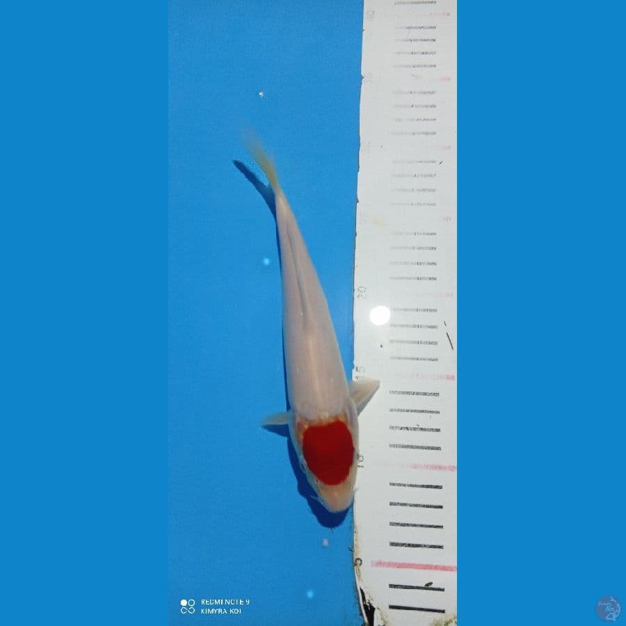 tc kohaku 