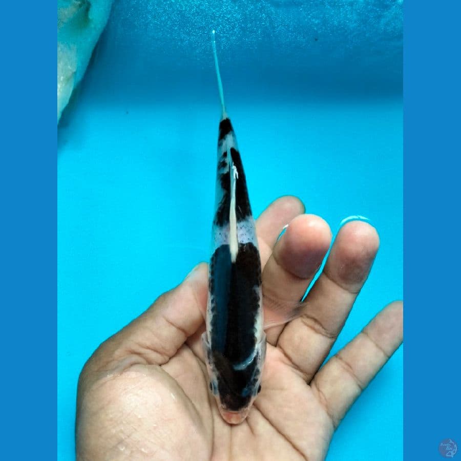 Goromo