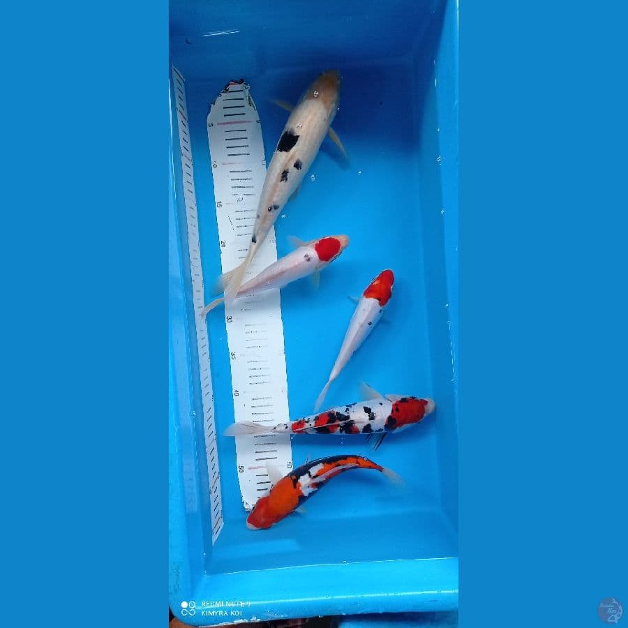 paket 5 ekor
