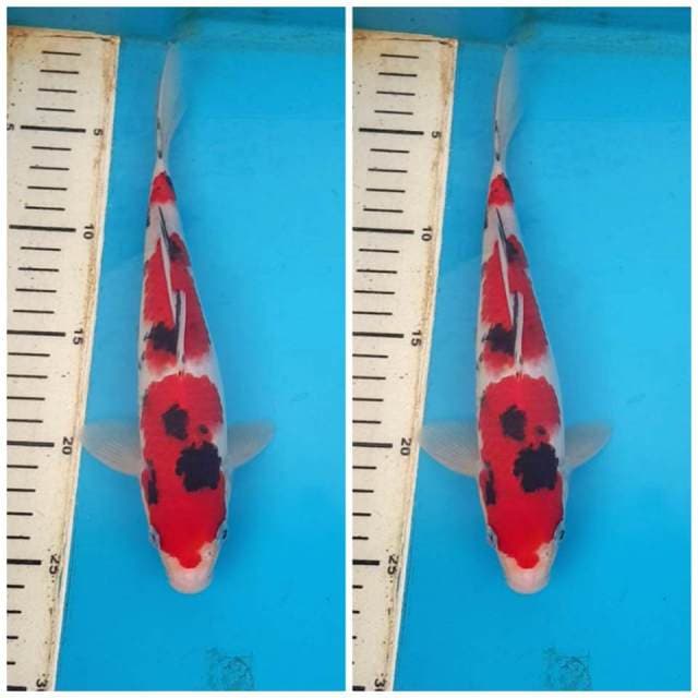 Sanke SQ merah merona halus