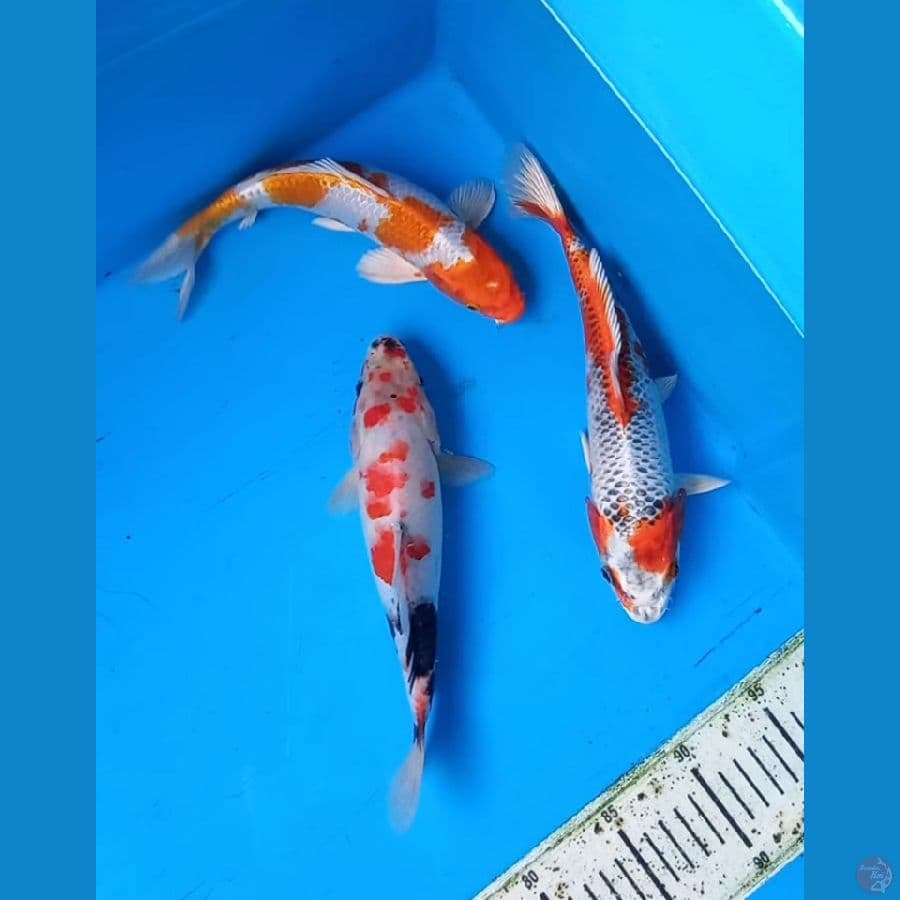 mix 3 ekor 25-26cm