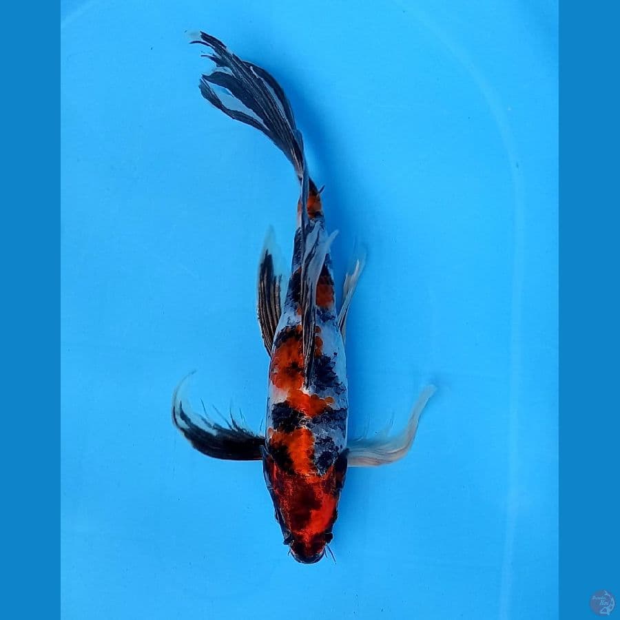 limited kin showa 34cm male