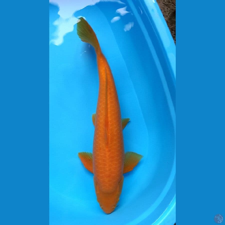 MANGO 53CM MALE