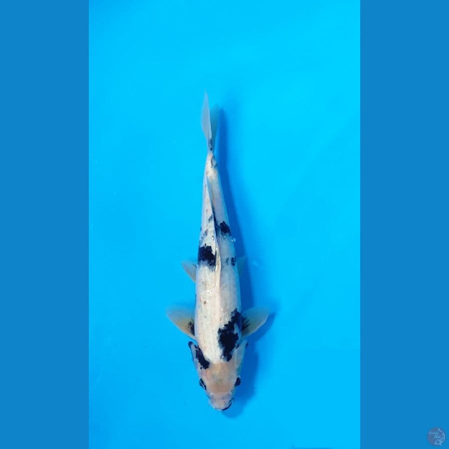 DAINICHI SHIRO SZ 42CM
