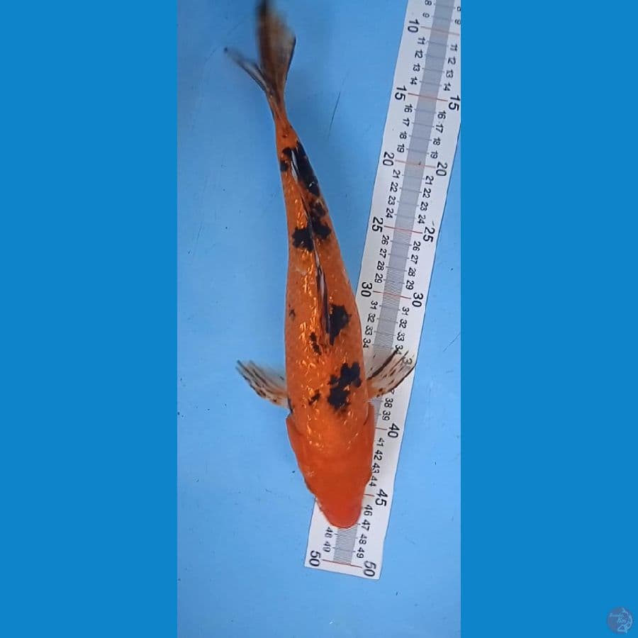 aka bekko gindrin : 36 cm
