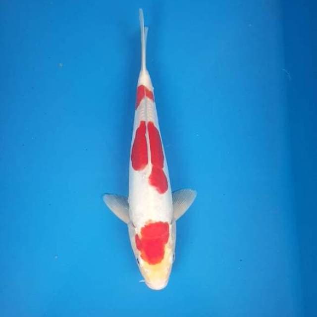 Kohaku doitsu 3 step