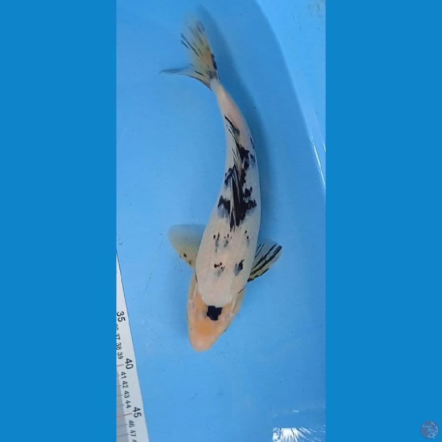 bekko 36 cm / jantan