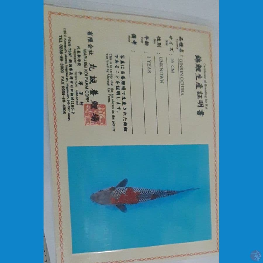 Marusei Ochiba Ginrin Male 27cm