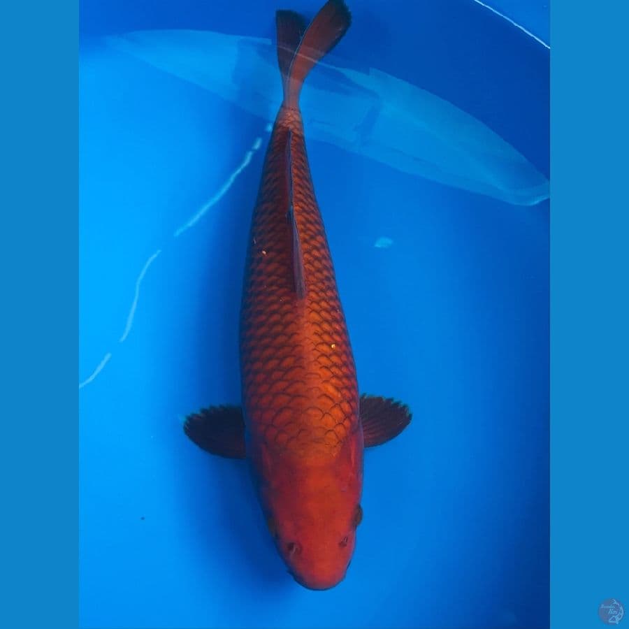 chagoi 33cm