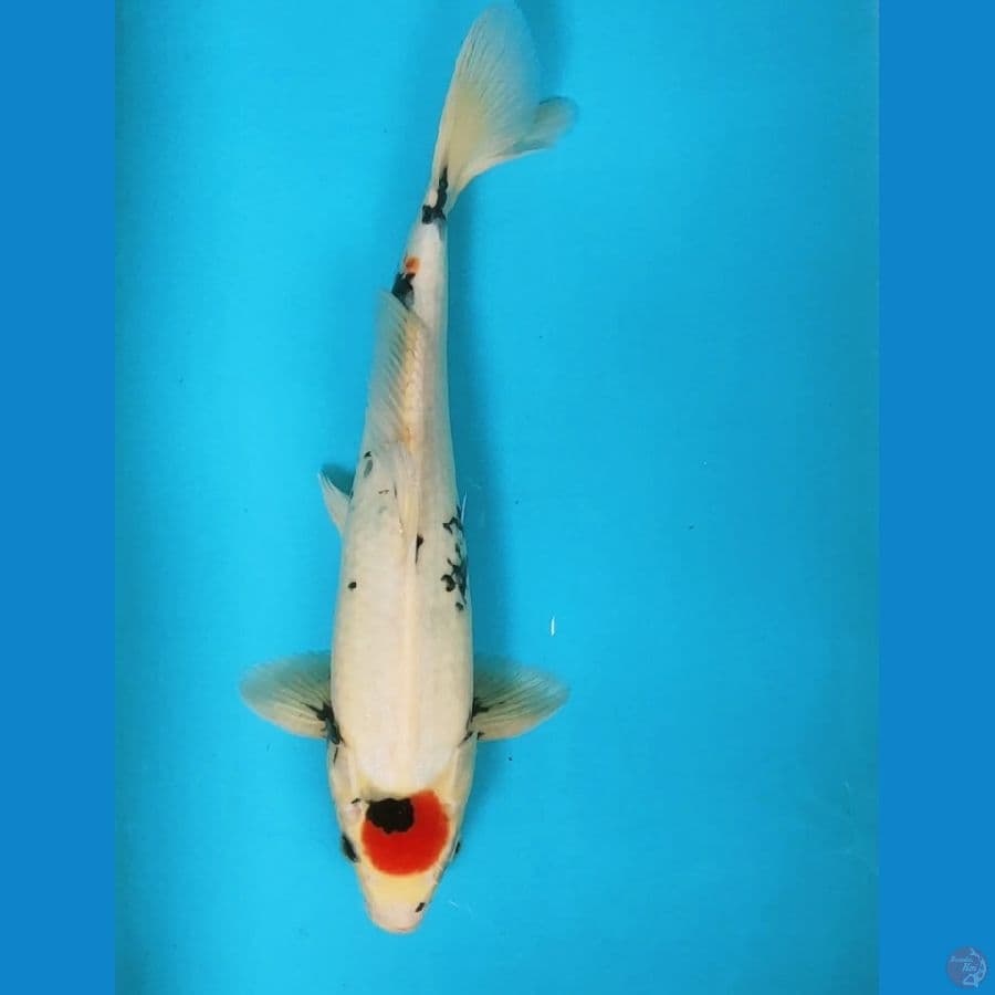 Tancho showa ori 33cm male