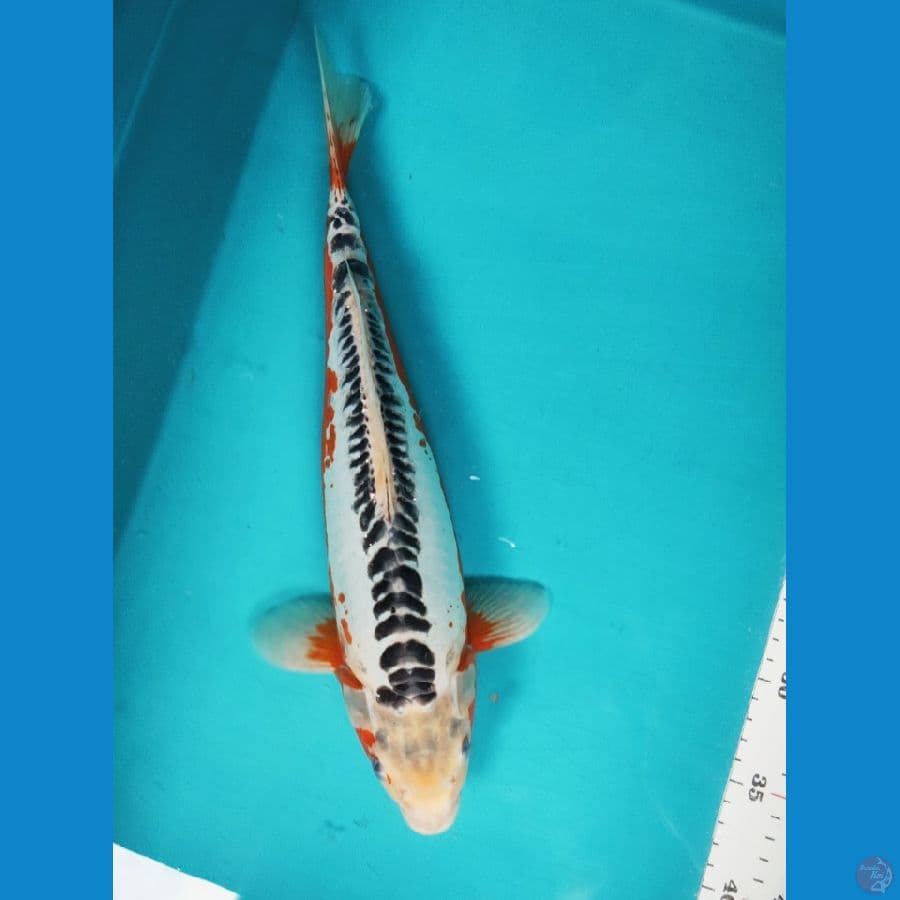 HANA SHUSUI 35CM MALE