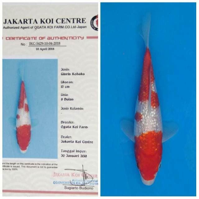 Ogata Kohaku Ginrin