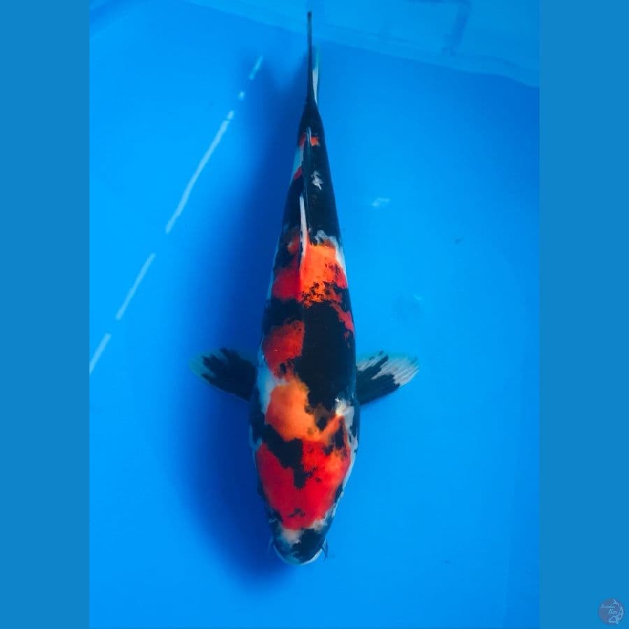 showa 27cm