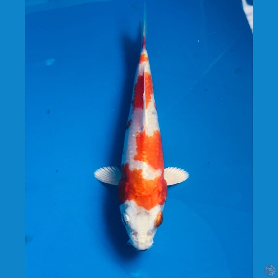 hikarimoyo 15cm