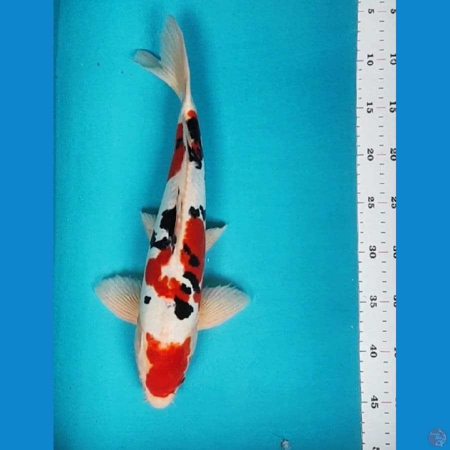 MARUTEN SANKE DOIT MURNI 38CM JANTAN