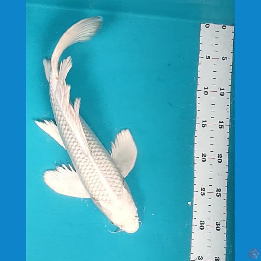 KUMPAY PLATINUM 34CM MALE