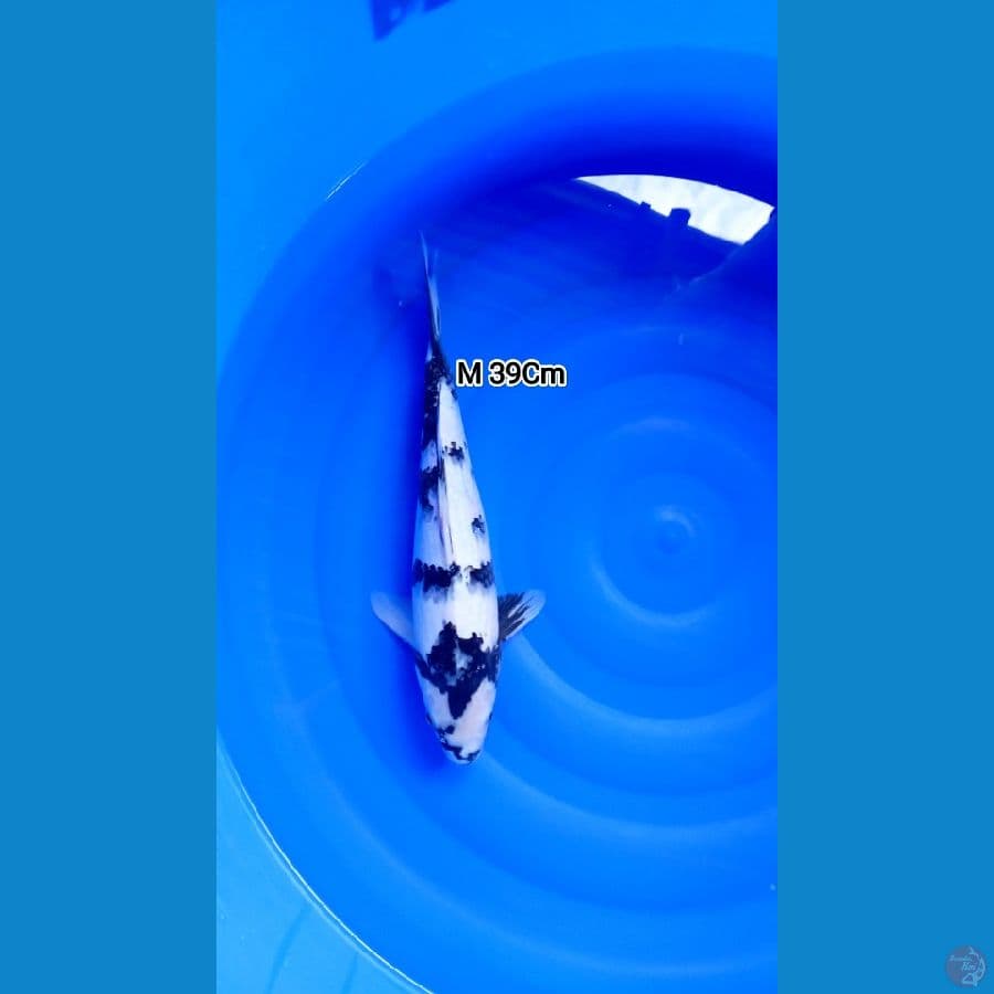 M 39Cm