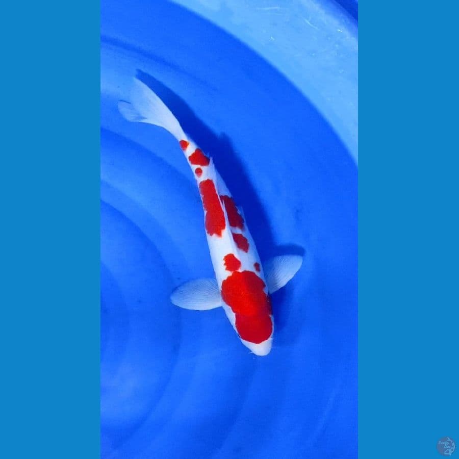 A4. kohaku maruten sakura 