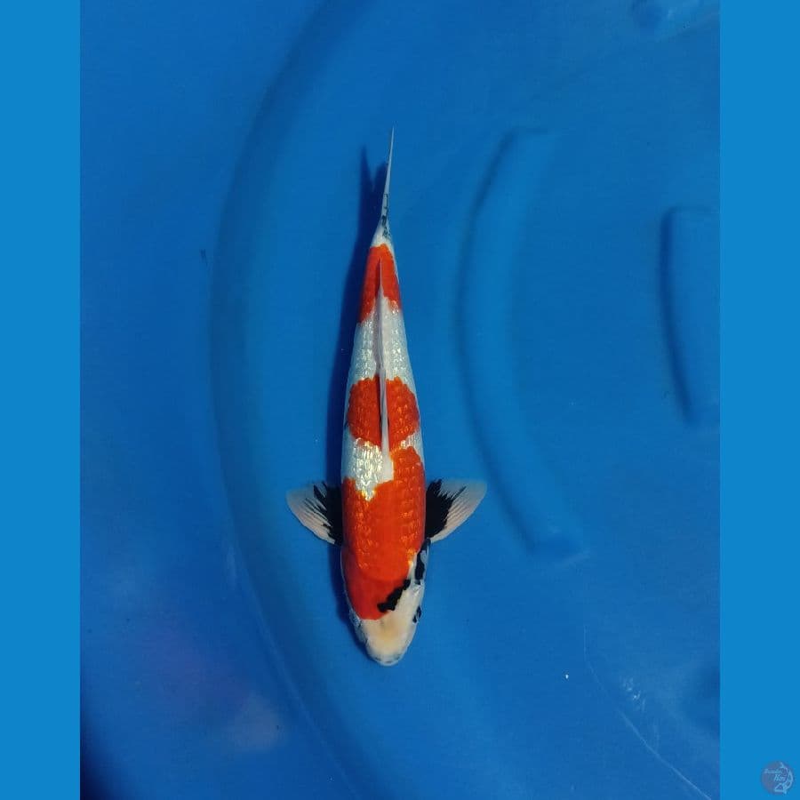 showa gindrin size 35cm male