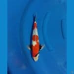showa gindrin size 35cm male