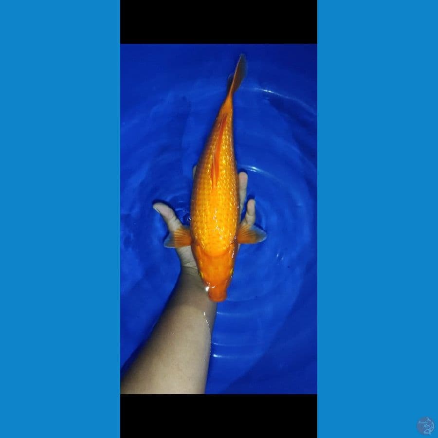 #red karasi full ginrin #size 38 cm #video jelasnya via wa om