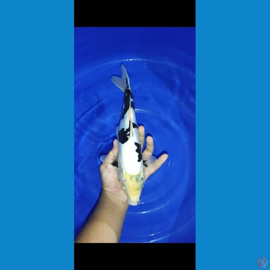 #shiro doitsu #size 35 cm #video jelasnya via wa om