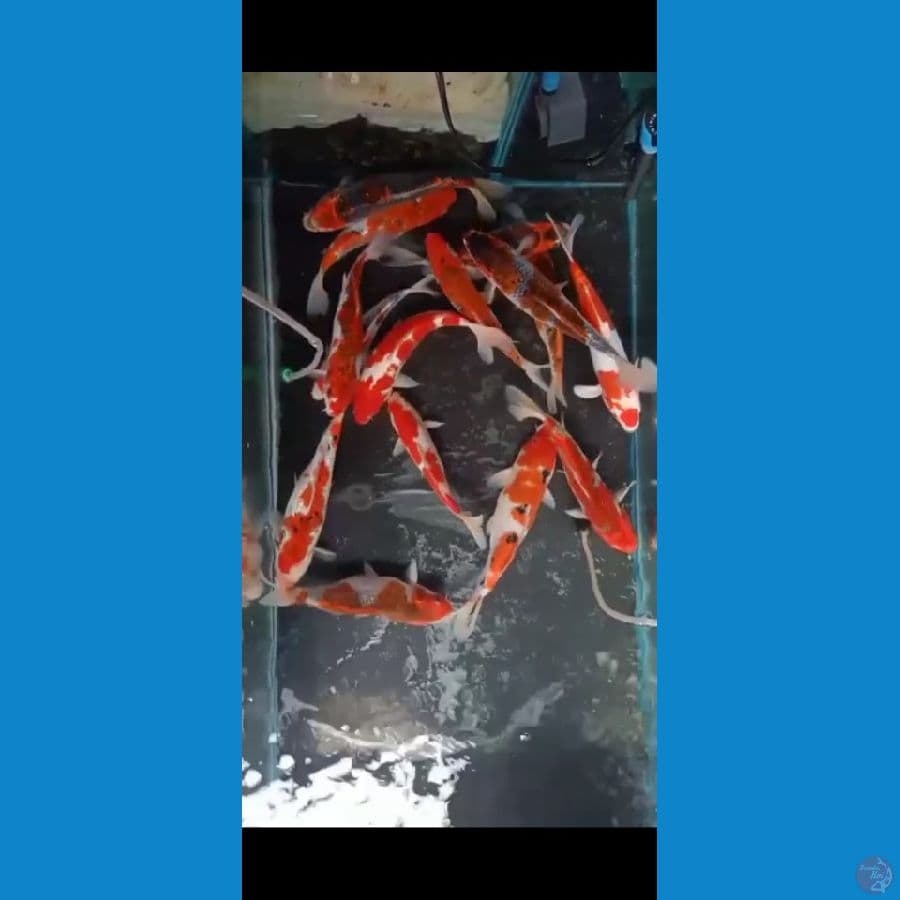 mix