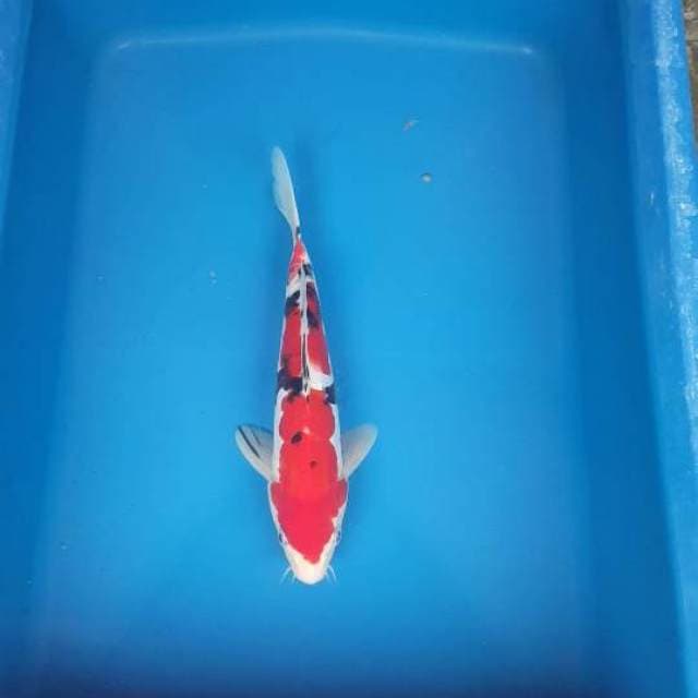 Sanke merah jreeng doitsu