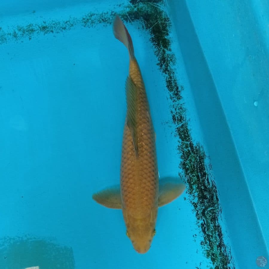 CHAGOI TEMBAGA F1 35CM