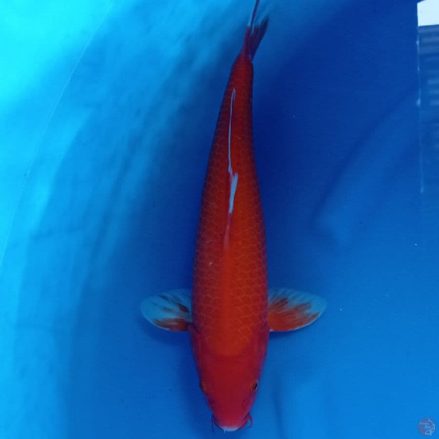 AKAHAJIRO 37 CM