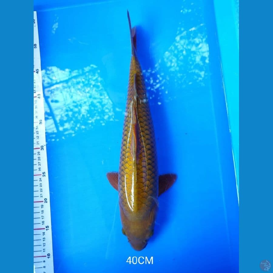 Chagoi 40CM