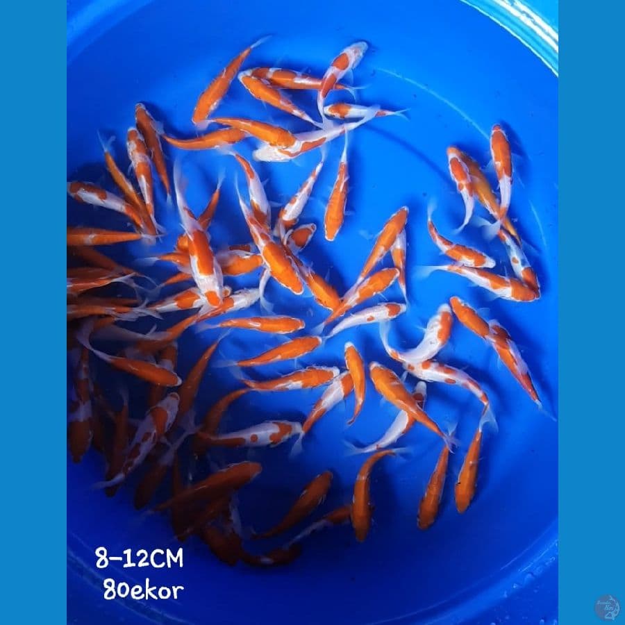 Bibit Kohaku Doitsu 8-12CM 80 ekor