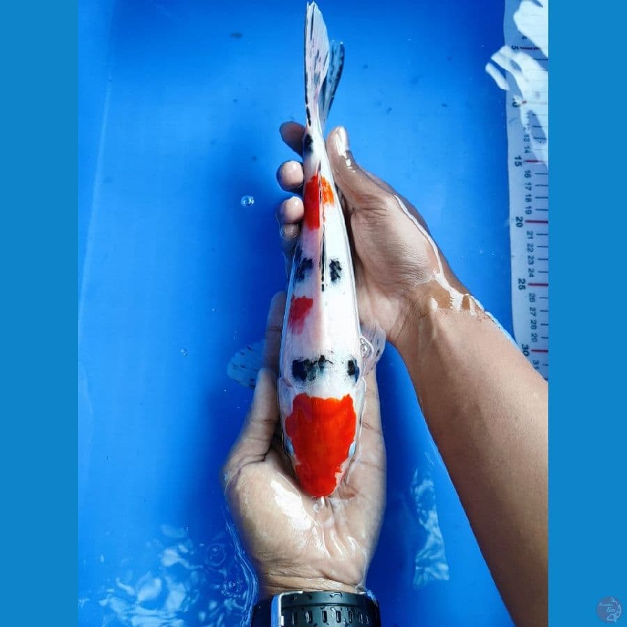 Maruten Originial 22CM