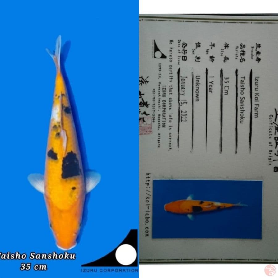 izuru koi farm, Sanke 35cm