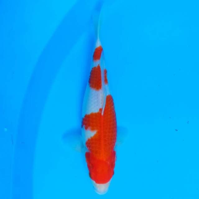 Kohaku