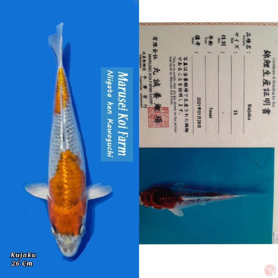 marusei kujaku 26cm 