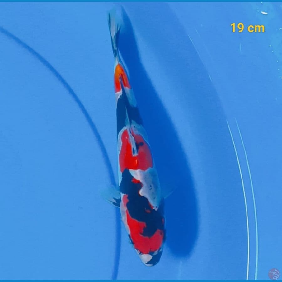 showa doit 19 cm