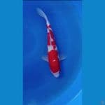 kohaku
