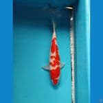 kohaku30. cm