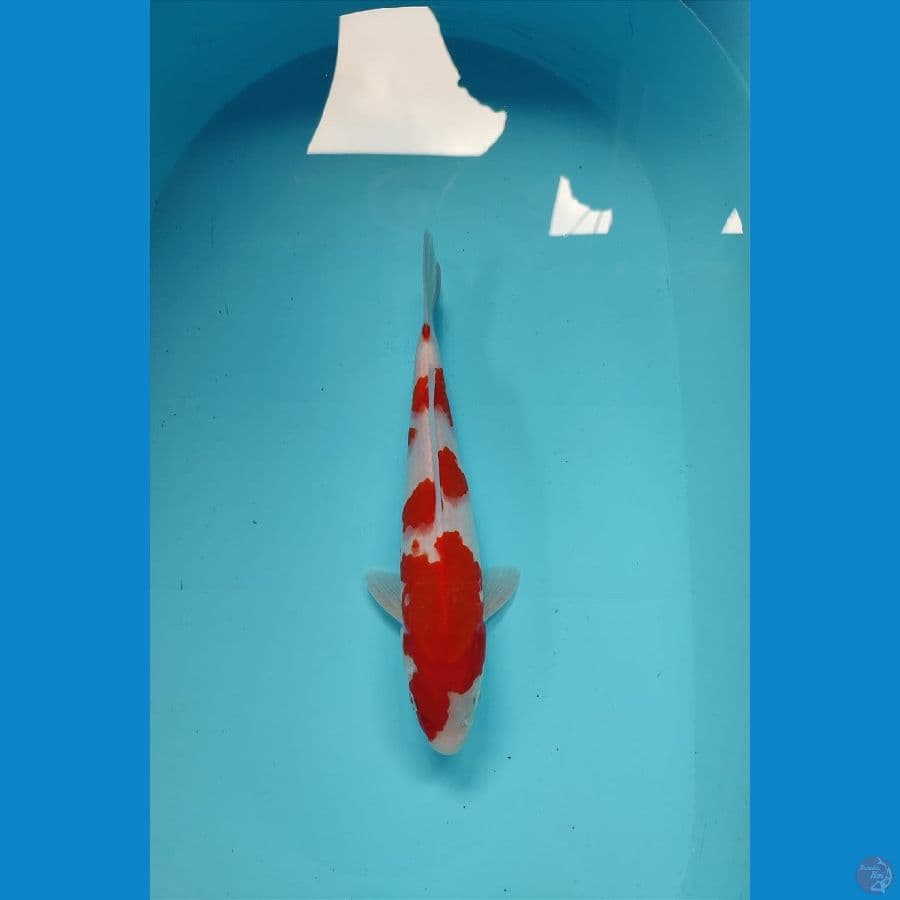 kohaku 30cm