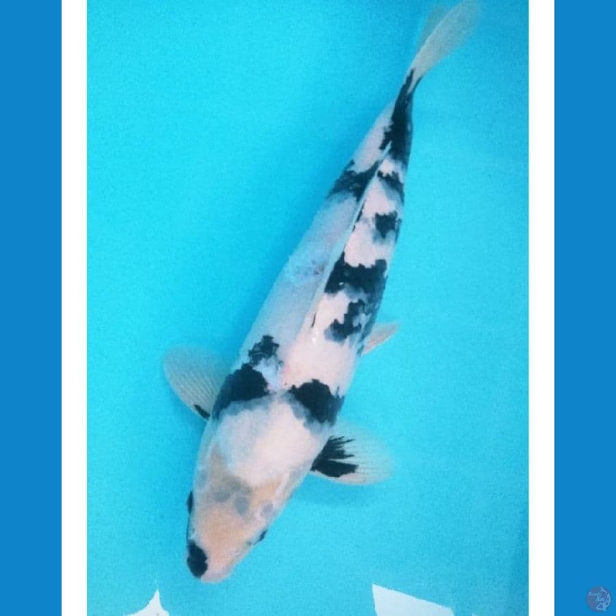 shiro utsuri male 35cm