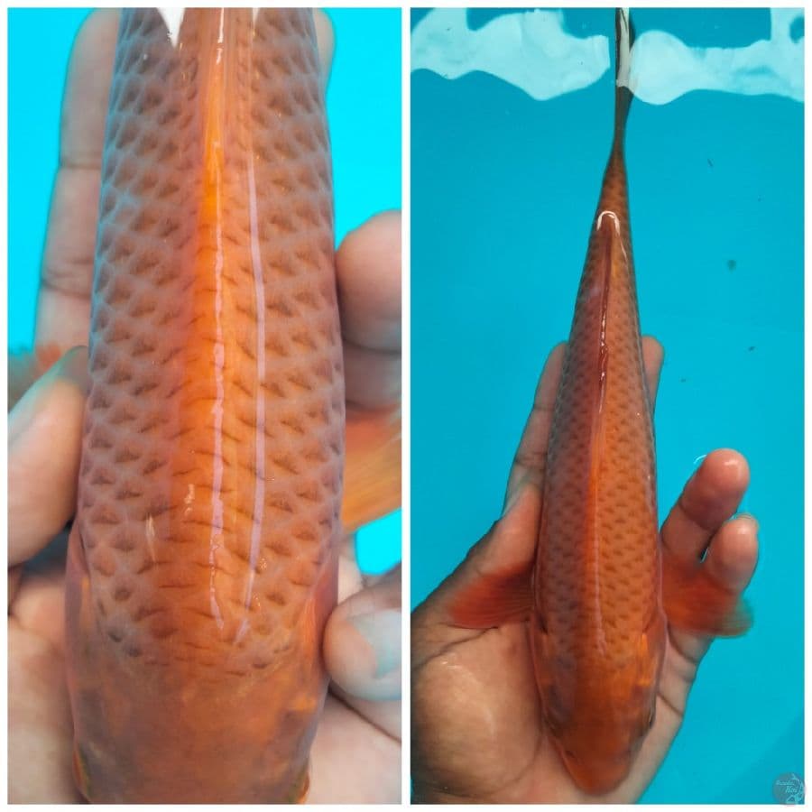 Caramel 25cm jantan