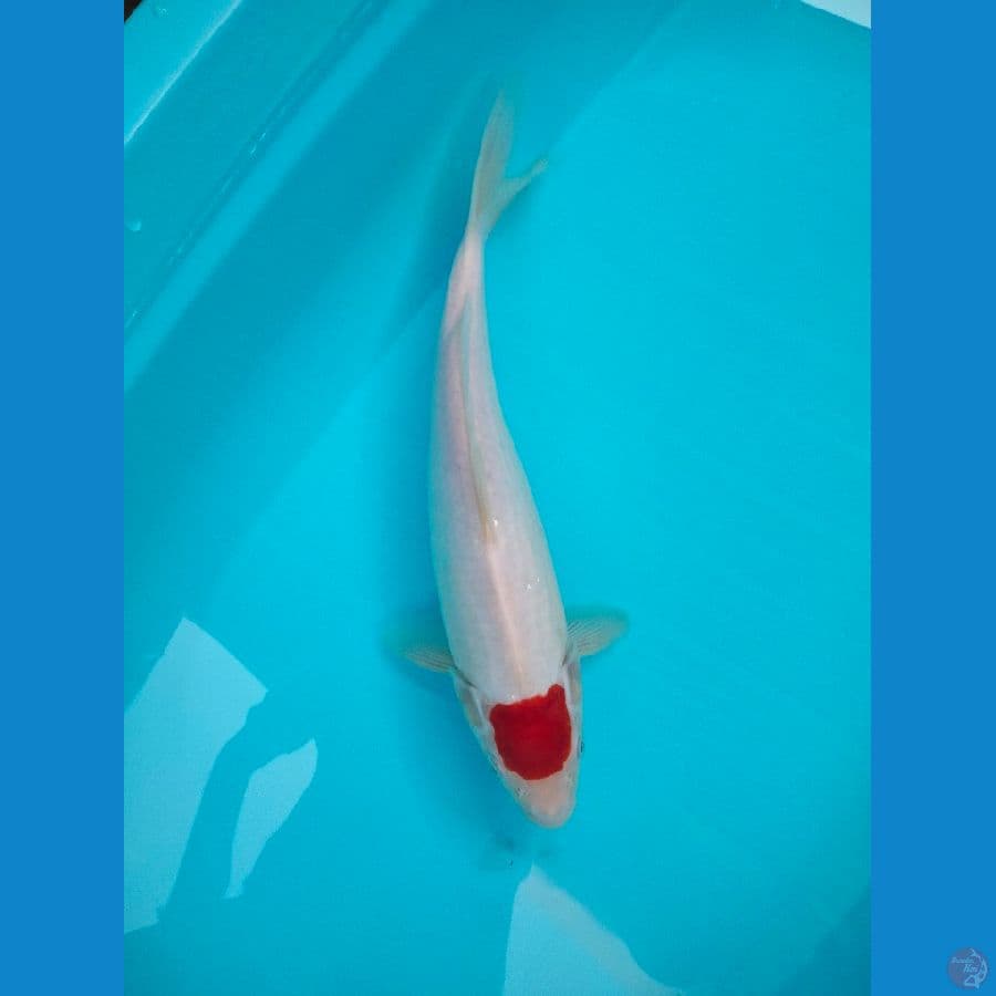Tancho Kohaku Original 35cm