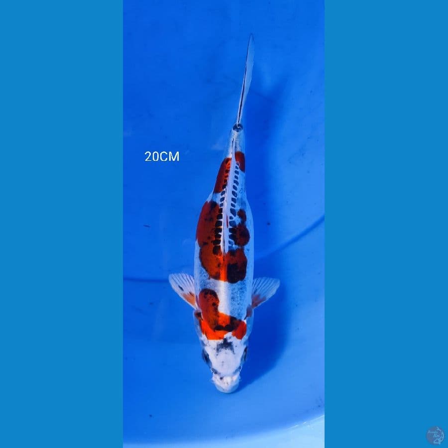 kiko 20CM
