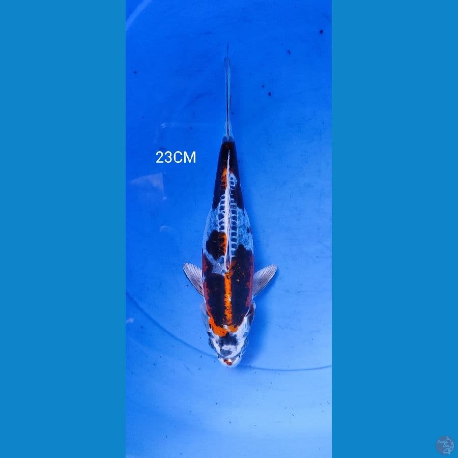 kiko 23CM
