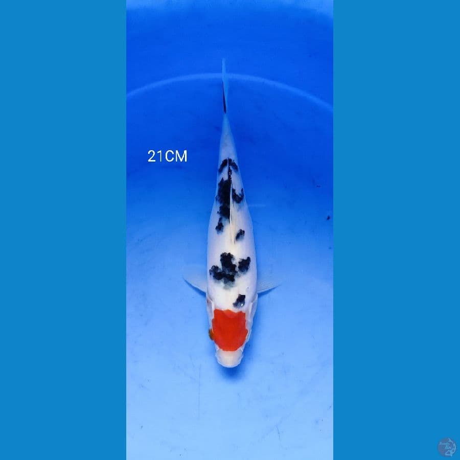tancho  sanke 21Cm