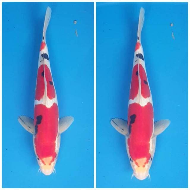 Sanke doitsu murni merah haluus