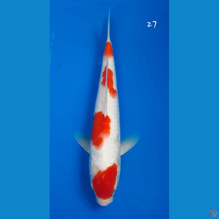 Kohaku 27cm