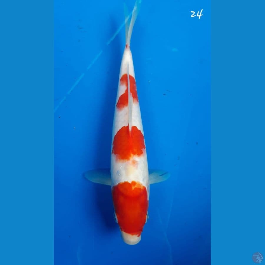 Kohaku 24cm