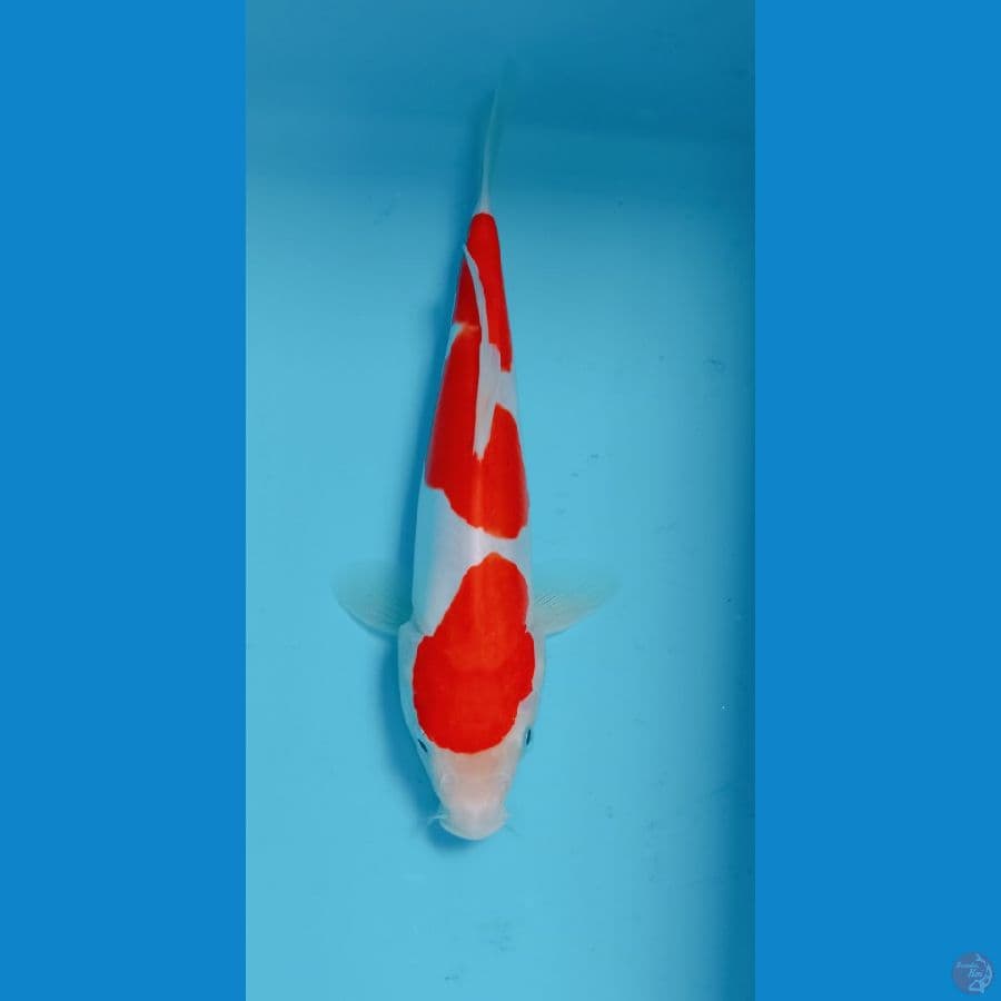 MINION KOHAKU DOIT SU MURNI 21 CM